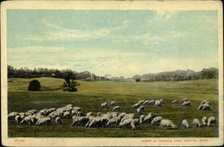 Sheep in Franklin Park Boston, MA Postcard Postcard Postcard