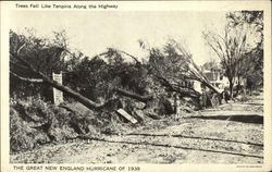 The Great New England Hurricane of 1938-Trees Fell Like Tenpins Postcard