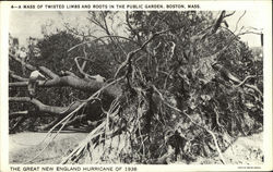 A Mass of Twisted Limbs and Roots in the Public Garden Boston, MA Postcard Postcard Postcard