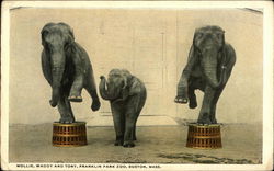 Mollie, Waddy and Tony, Franklin Park Zoo Postcard