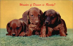 Wonder if Dinner is Ready? Dachshunds Postcard Postcard Postcard