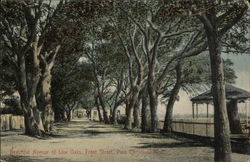 Beautiful Avenue of Live Oaks, Front Street Pass Christian, MS Postcard Postcard Postcard