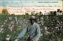 Cotton Picking Louisiana Black Americana Postcard Postcard Postcard