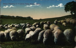 Sheep Feeding in Franklin Park Boston, MA Postcard Postcard Postcard