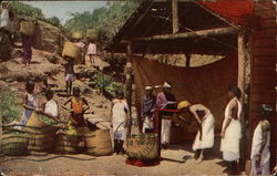 Tea Culture Around The World Ceylon Southeast Asia Postcard Postcard