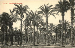 Stand of Palm Trees Postcard