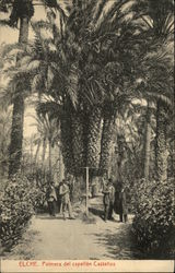 Elche. Palmera del Capellan Castanos Postcard