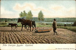 Fran Sveriges Bygder Uppland, Sweden Postcard Postcard