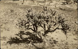 Large Cactus Postcard