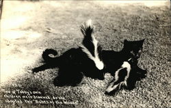 Cat, Tabby, With Two Skunks Cats Postcard Postcard Postcard