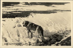 St. Bernard Dog in the Snow Postcard