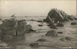 Gull Rock California Postcard Postcard Postcard