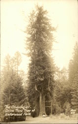 The Chandelier Drive Thru Tree at Underwood Park Leggett, CA Postcard Postcard Postcard