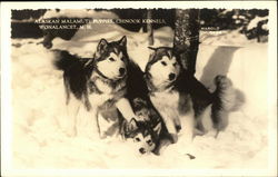 Alaskan Malamute Puppies, Chinook Kennels Postcard