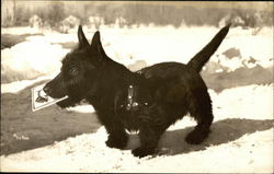 Black Scottish Terrier Dog in the Snow Postcard