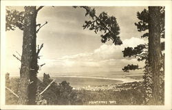 View of Monterey Bay Through the Endangered Monterey Pines California Postcard Postcard Postcard