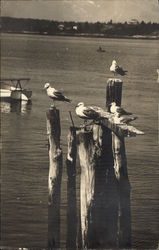 Seagulls Perched on the Dock Birds Postcard Postcard Postcard