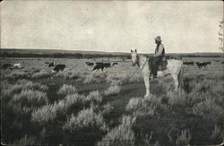 Cattle Range at Sunset Sidney, MT Postcard Postcard Postcard