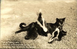 Cat With Two Adopted Baby Skunks Postcard