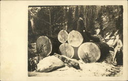 Large Diameter Logs, Graham Creek Postcard