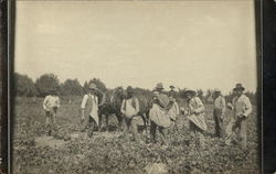 Harvesting Melons, CO Postcard