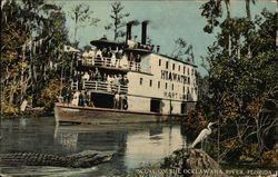 Scene on the Ocklawaha River - Hart Line Hiawatha Florida Postcard Postcard Postcard