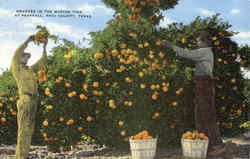 Oranges In The Winter Time At Pearsall Postcard