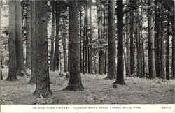 In The Pine Forest White Pines Forest State Park, IL Postcard Postcard