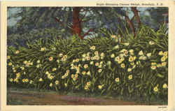 Night Blooming Cereus Hedge Honolulu, HI Postcard Postcard