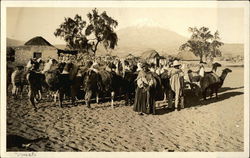 Herd of Llamas Postcard