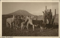 El Misti and Herd of Llamas Postcard