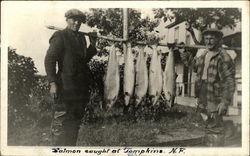 Salmon Caught at Thompkins, N.F. Newfoundland And Labrador Canada Postcard Postcard Postcard