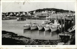 White Head Postcard