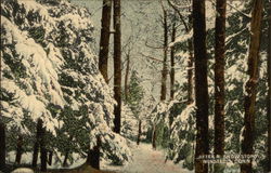 Forest Scene After a Snow Storm Postcard