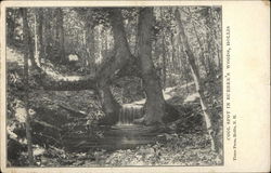 Burbee's Woods Postcard