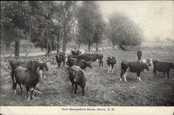 Cattle - New Hampshire Stock Derry, NH Postcard Postcard Postcard