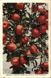 Virginia Apples Postcard