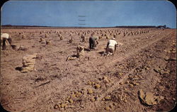 Picking Long Island Potatoes Postcard