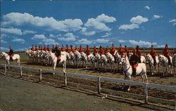 White Horse Patrol at Drill Grounds Postcard