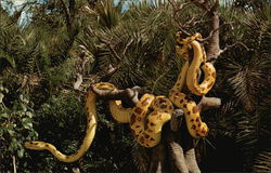 Giant Python - Jungle Cruise Postcard