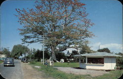 The Famous Kapok Tree Clearwater, FL Postcard Postcard Postcard