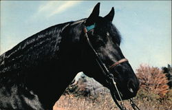 Emerald's Cochise A M H R #12130 Horses Postcard Postcard Postcard