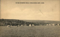 Cattle Grazing in the Litchfield Hills Postcard