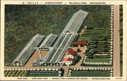 N. Grillo - Floriculturist Postcard