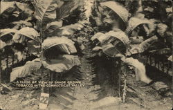 Shade Grown Tobacco in Connecticut Valley Farming Postcard Postcard Postcard