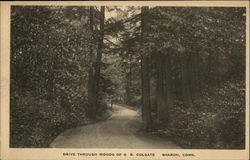 Drive Through Woods of R R. Colgate Sharon, CT Postcard Postcard Postcard