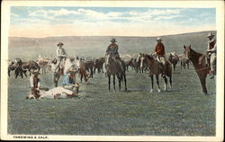 Throwing a Calf Cowboy Western Postcard Postcard Postcard