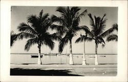 View of Shoreline La Paz, BC Mexico Postcard Postcard Postcard