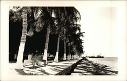 View of Shoreline La Paz, BC Mexico Postcard Postcard Postcard