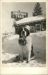 Dog in front of Structure with Christmas Tree Sign Saint Bernards Postcard Postcard Postcard